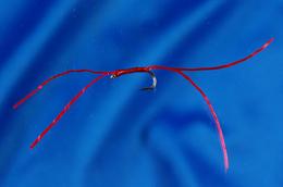 Flexi Legs Bloodworm